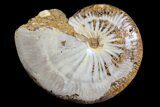 Polished Jurassic Ammonite Fossil - Madagascar #76991-1